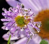 pic for flower dew 
